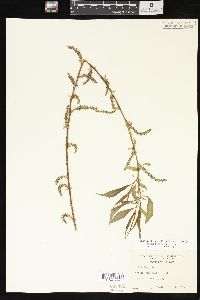Salix x pendulina image