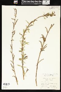 Salix x pendulina image