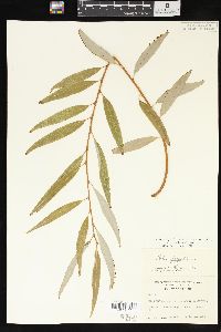 Salix x pendulina image