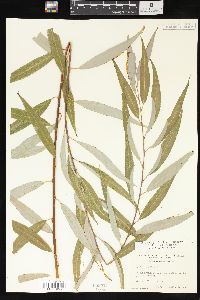 Salix x pendulina image