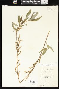Salix x pendulina image