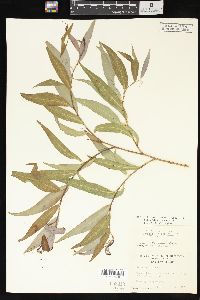 Salix x pendulina image