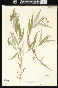 Salix x pendulina image