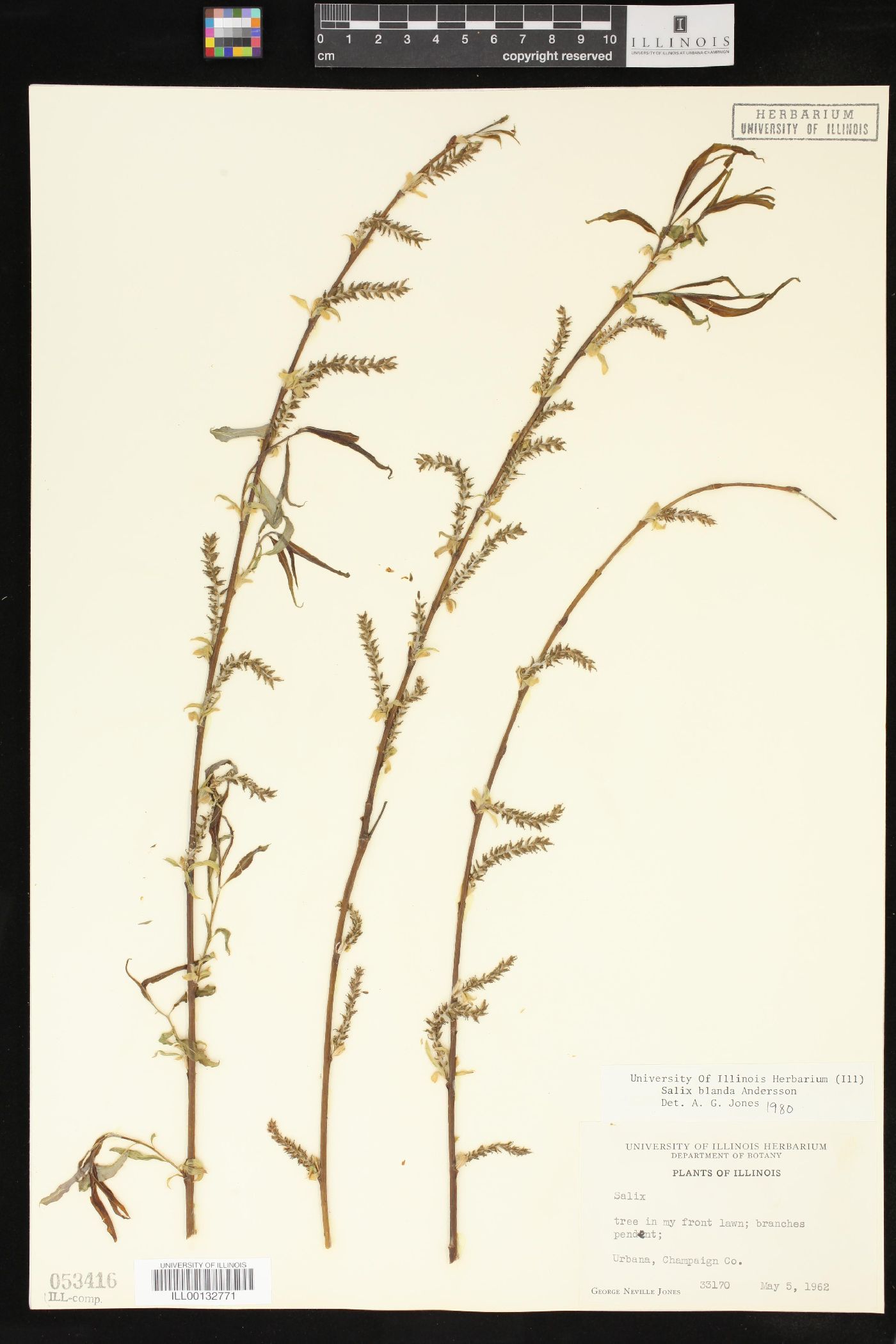Salix x pendulina image
