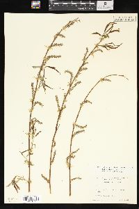 Salix x pendulina image