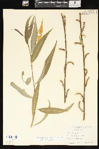 Salix x pendulina image