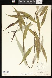 Salix x pendulina image