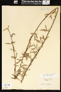 Salix x pendulina image