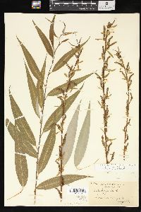 Salix x pendulina image