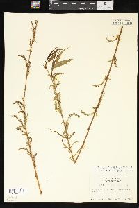 Salix x pendulina image