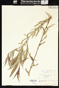 Salix x pendulina image