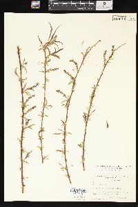 Salix x pendulina image