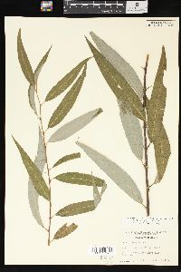 Salix x pendulina image