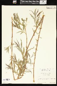 Salix x pendulina image