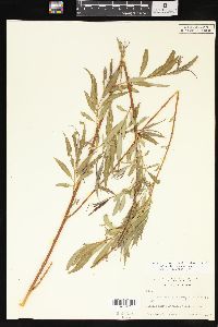 Salix x pendulina image