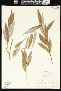 Salix x pendulina image