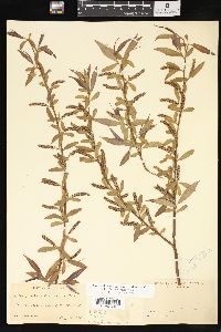 Salix x pendulina image