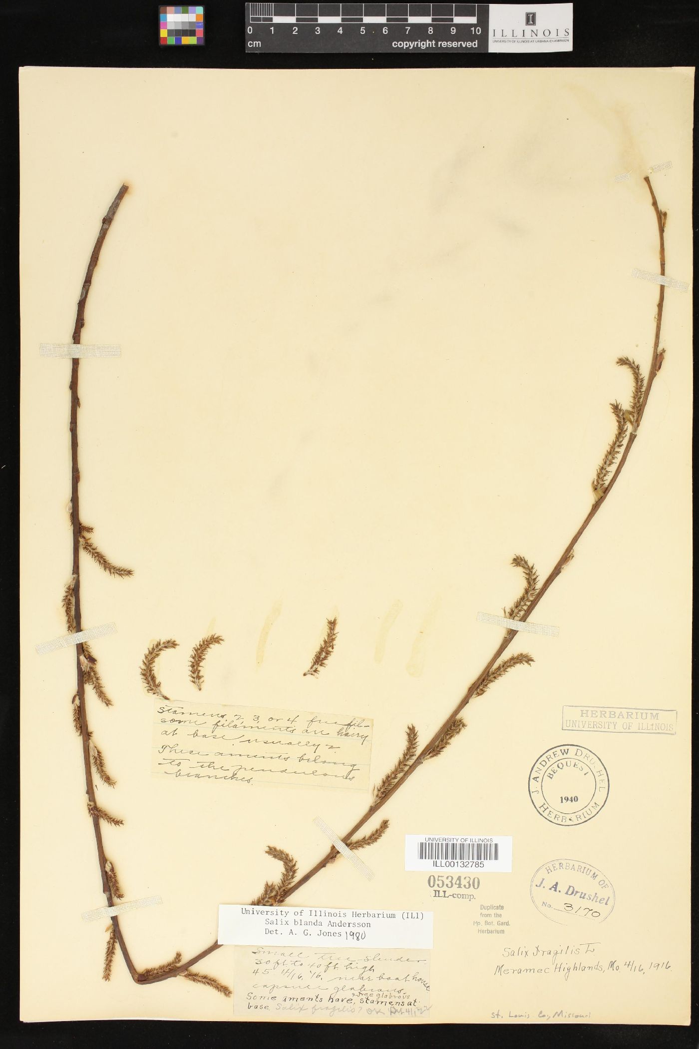 Salix x pendulina image