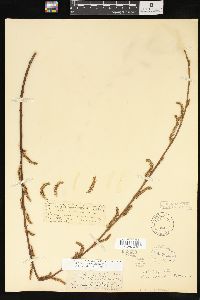 Salix x pendulina image