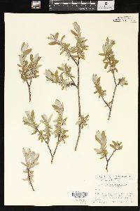 Salix brachycarpa image