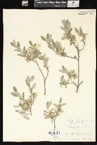 Salix brachycarpa image