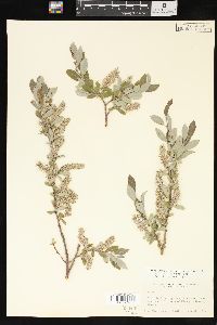 Salix brachycarpa image