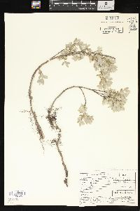 Salix brachycarpa image