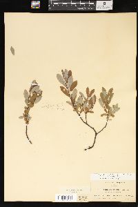 Salix brachycarpa image