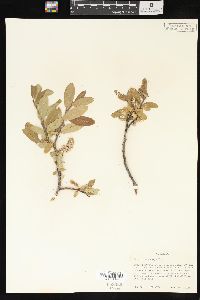 Salix brachycarpa image