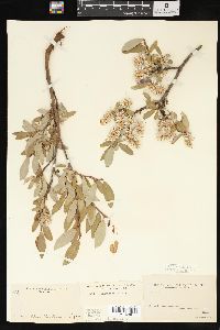 Salix brachycarpa image