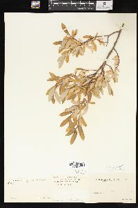 Salix brachycarpa image