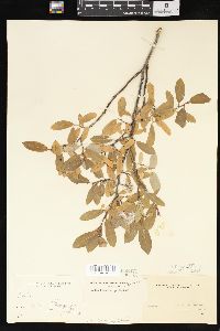 Salix brachycarpa image