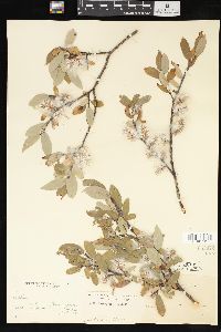 Salix brachycarpa image