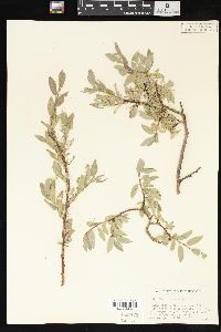 Salix brachycarpa image