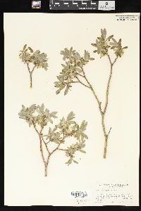 Salix brachycarpa image