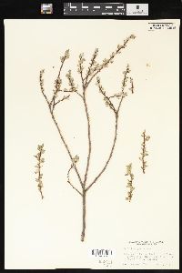 Salix brachycarpa image