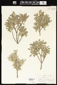 Salix brachycarpa image