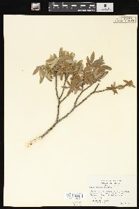 Salix brachycarpa image