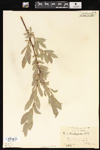 Salix brachycarpa image