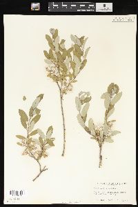 Salix brachycarpa image