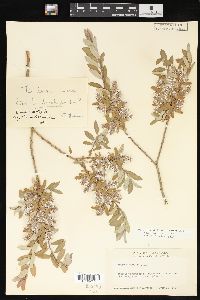 Salix brachycarpa image