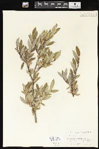 Salix brachycarpa image