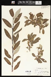 Salix brachycarpa image