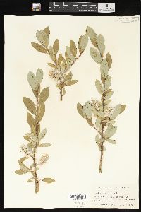 Salix brachycarpa image