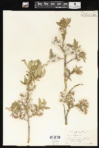 Salix brachycarpa image