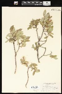 Salix brachycarpa image