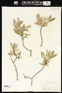 Salix brachycarpa image