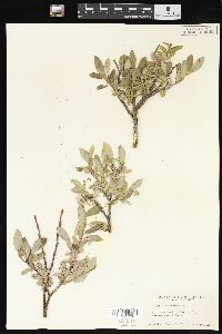 Salix brachycarpa image