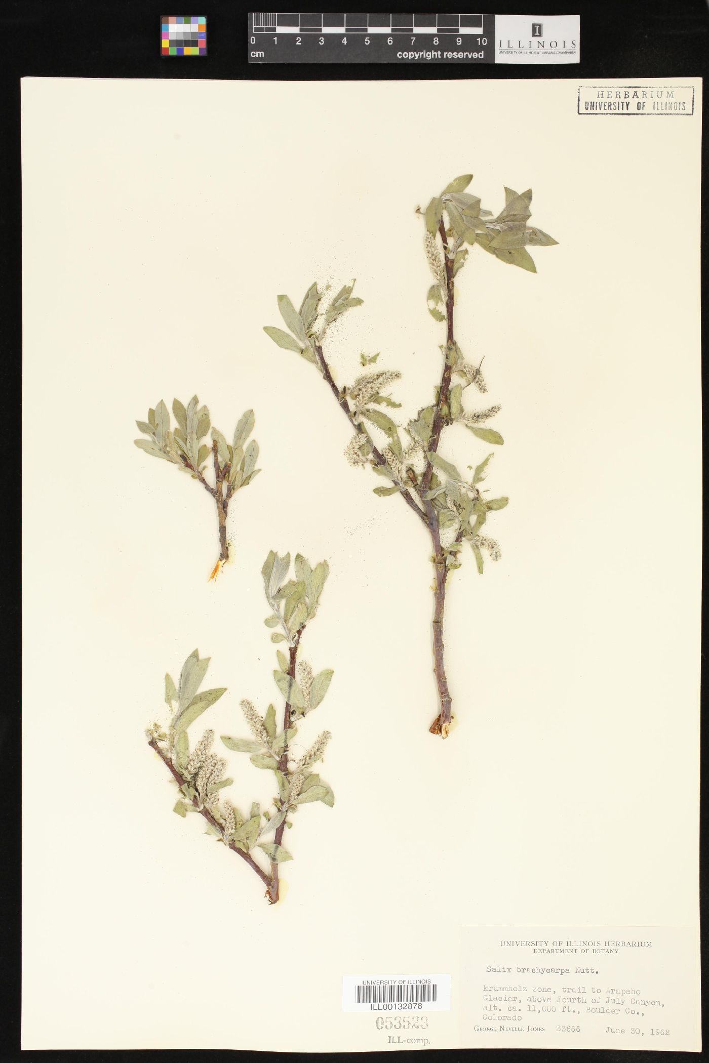 Salix brachycarpa image