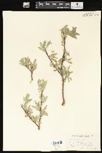 Salix brachycarpa image